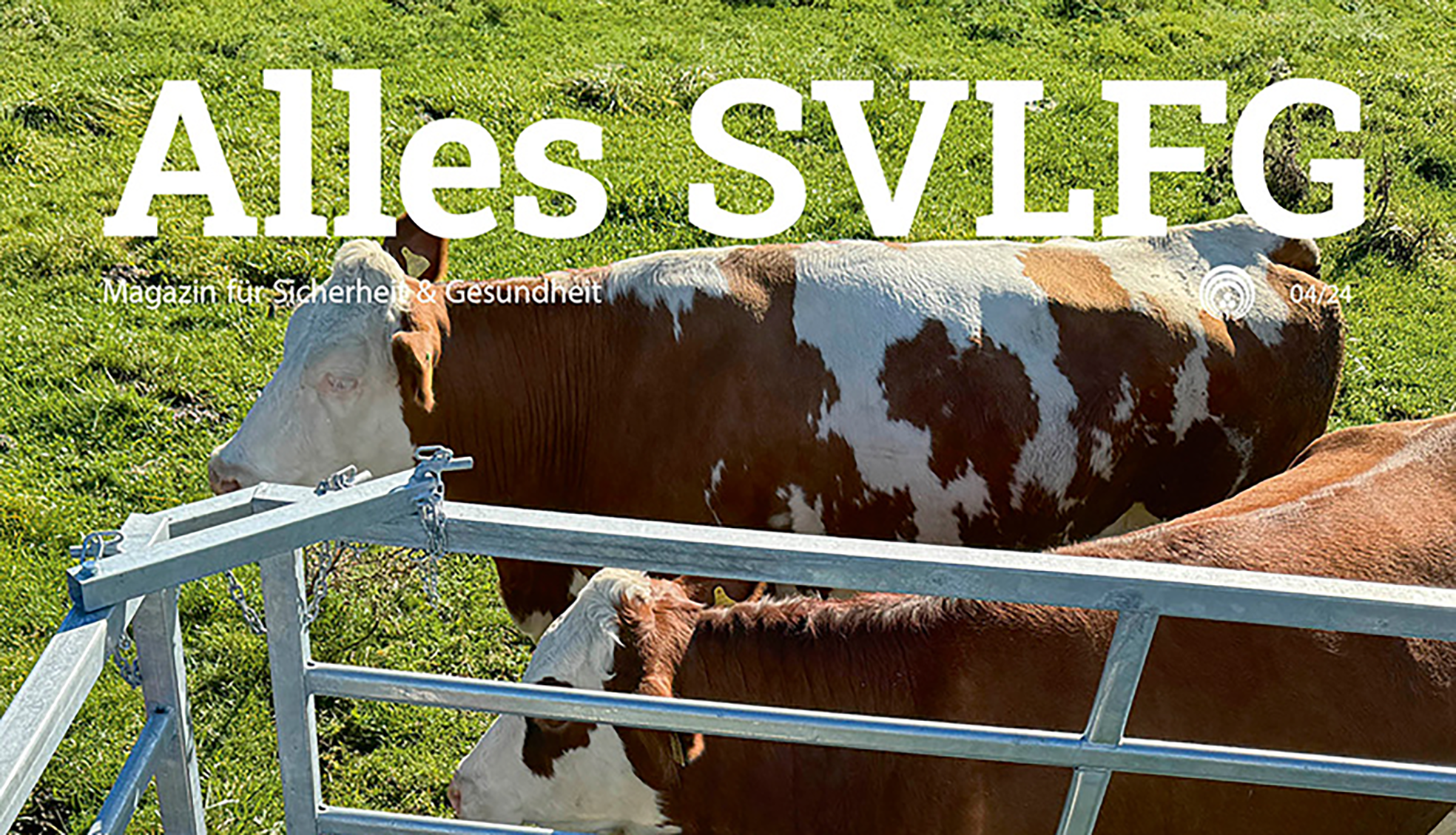 Ein Kalb steht in einem Kälberfangkorb, während daneben zwei erwachsene Kühe stehen und das Geschehen beobachten. Oben im Bild ist der Titel "Alles SVLFG" sichtbar.