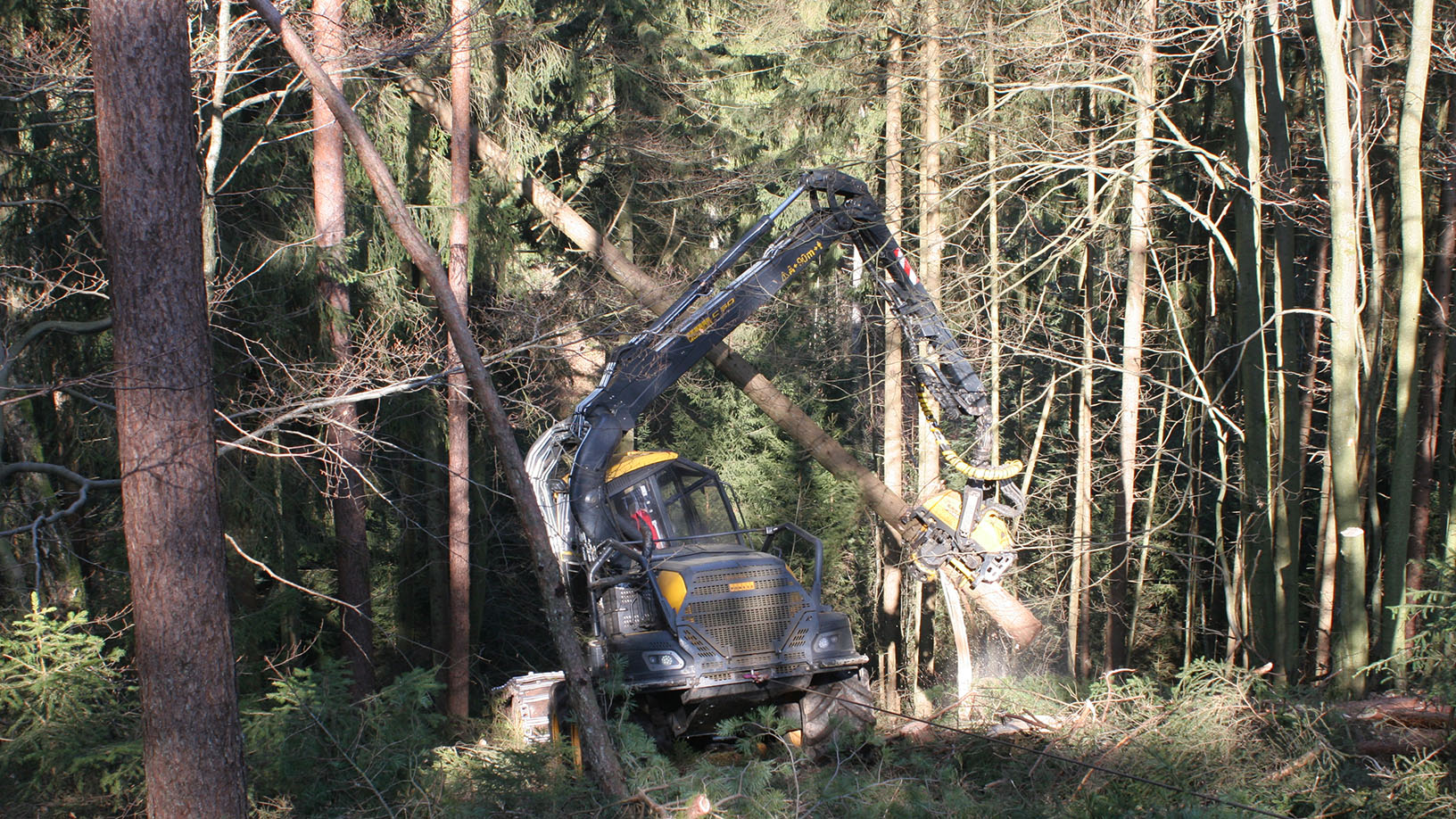 Harvester in einem ungepflegten Baumbestand. Die Maschine bewegt einen Baumstamm.