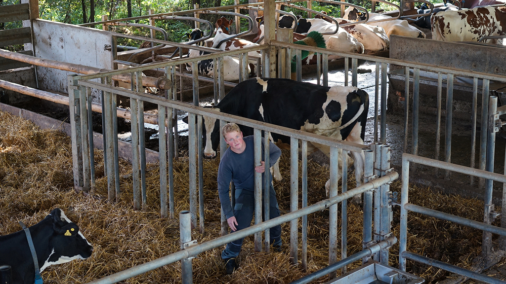 Vergrößerung des Bildes für Bild: Deckbulle in separierter Box.