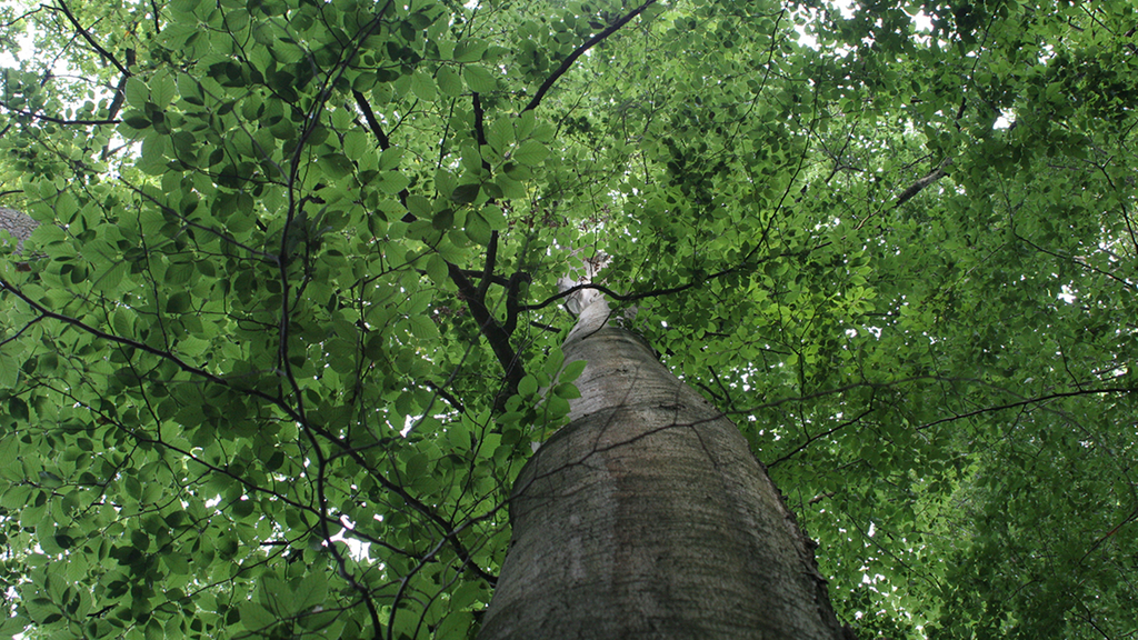 Vergrößerung des Bildes für Blick von unten nach oben in eine dichte Baumkrone.