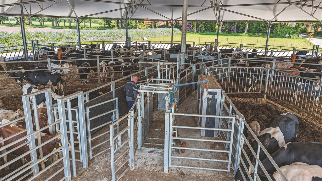 Vergrößerung des Bildes für Rundstall für Rinder.
