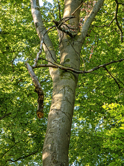 Vergrößerung des Bildes für Baumkrone mit Totholz einer absterbenden Buche.