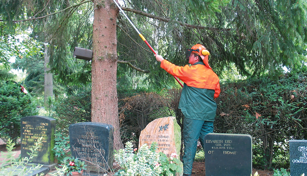Vergrößerung des Bildes für Ein Mann in Schutzkleidung beschneidet mit einem Teleskopschneider einen Nadelbaum auf einem Friedhof. Im Vordergrund sind Grabsteine zusehen. .