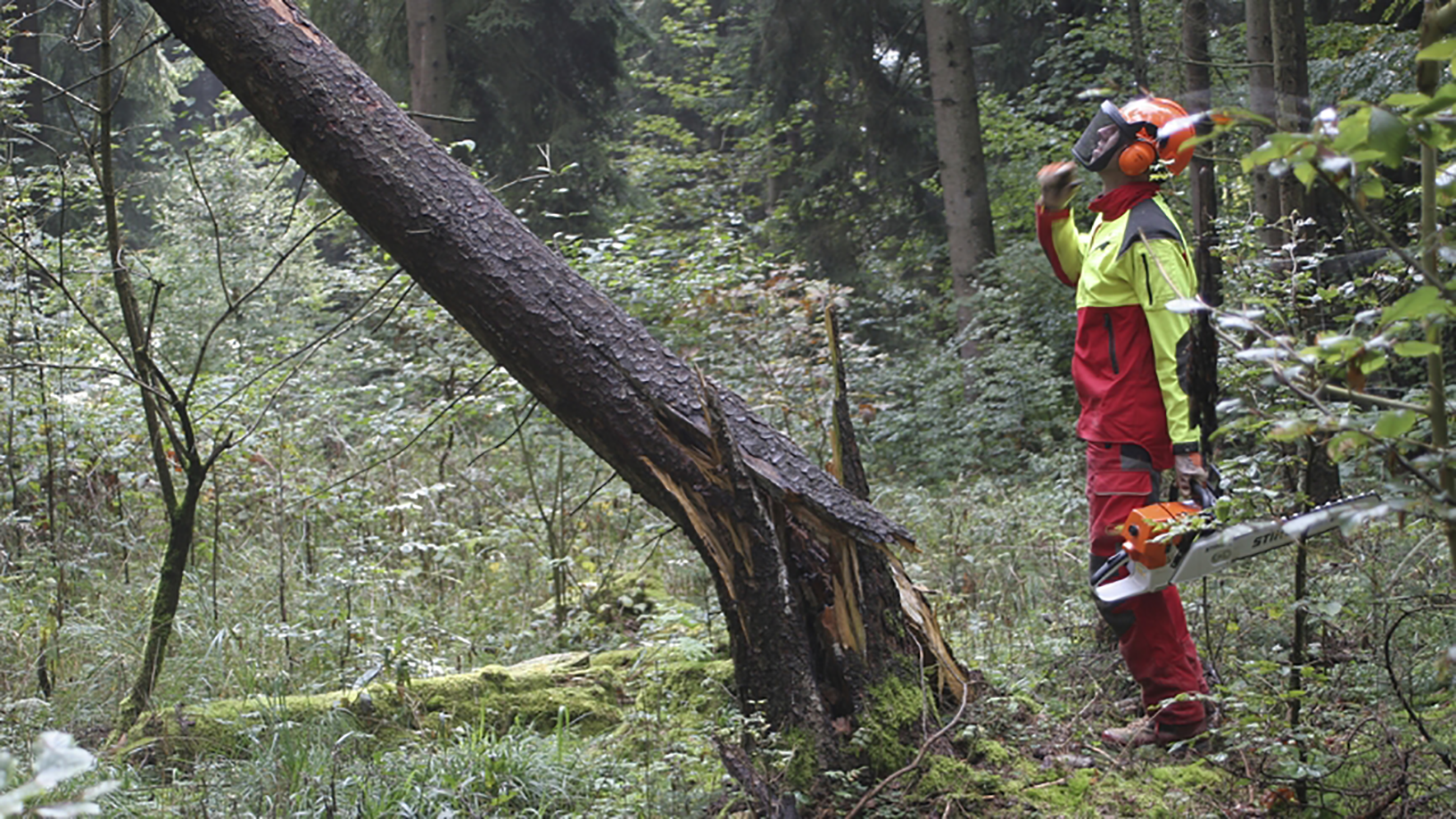 Forstarbeiter im Wald vor Baum mit Sturmschaden 