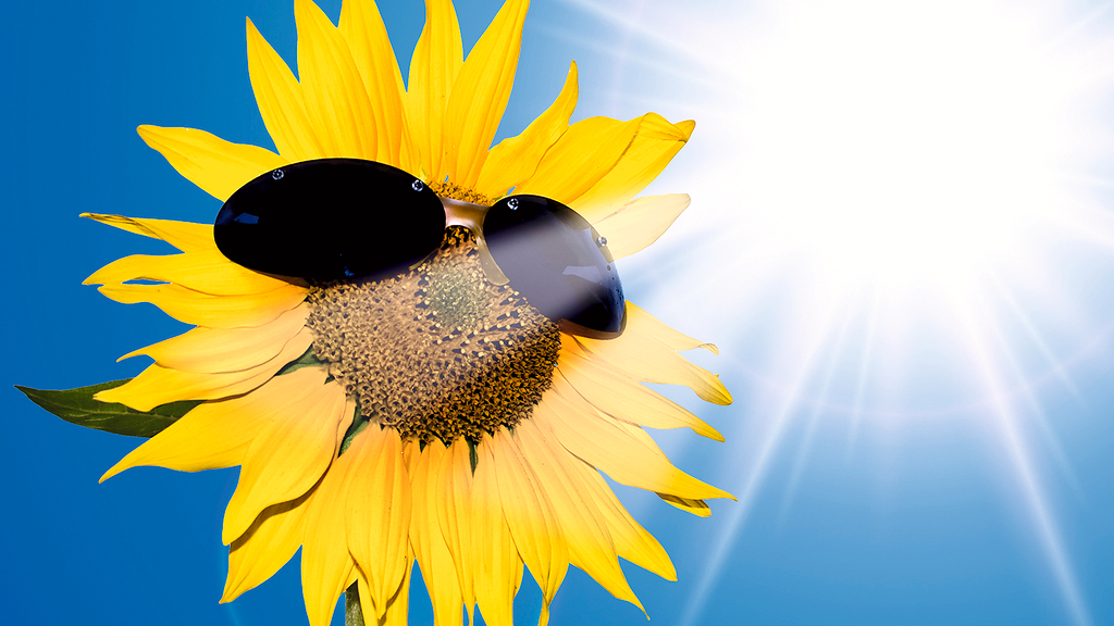Vergrößerung des Bildes für Sonnenblume, die eine Sonnenbrille trägt..
