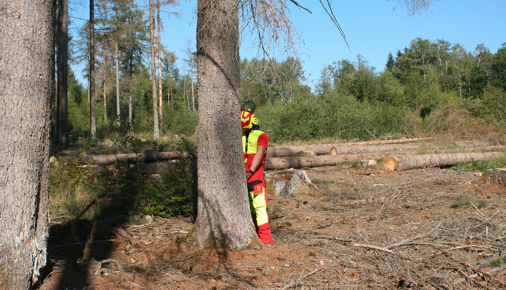 Vergrößerung des Bildes für .