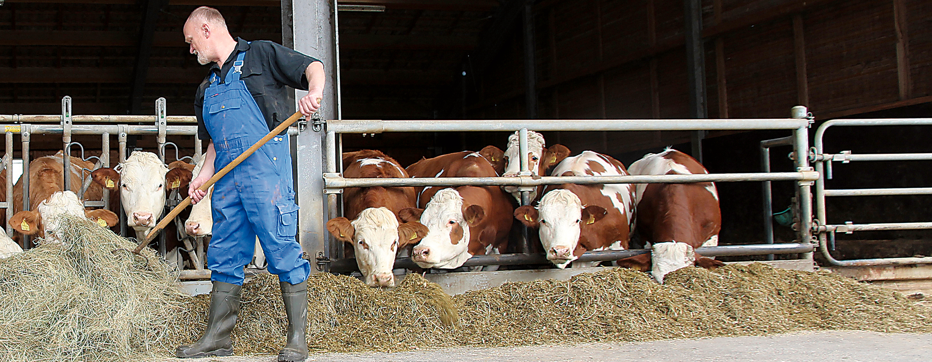Landwirt beim Füttern der Kühe