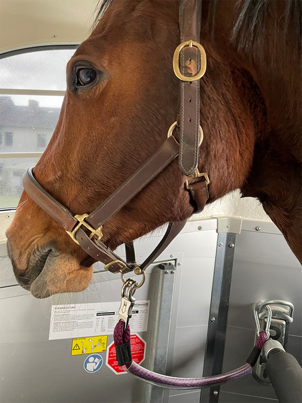 Vergrößerung des Bildes für Ein Pferd ist mit einem Anbinde-Strick mit Sicherheitsknoten gesichert.