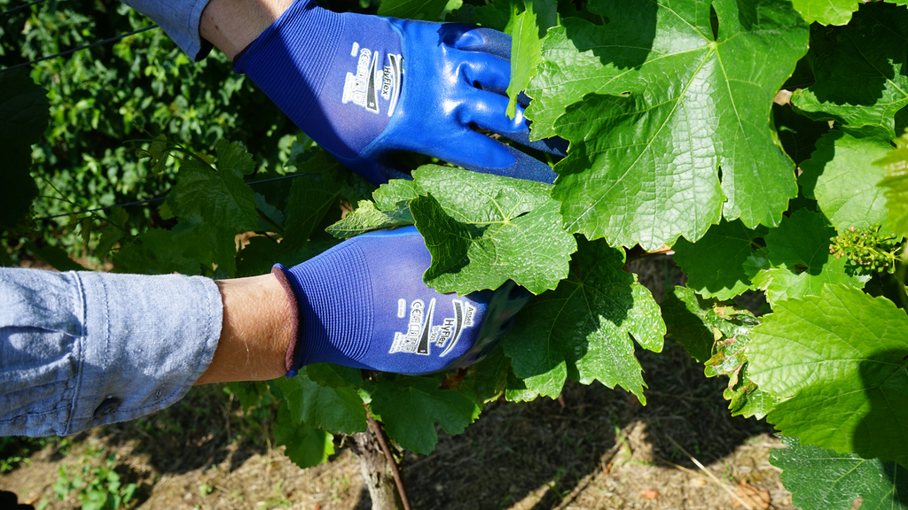 Vergrößerung des Bildes für Bild: Hände mit Handschuhen bei Pflegearbeiten im Weinberg.