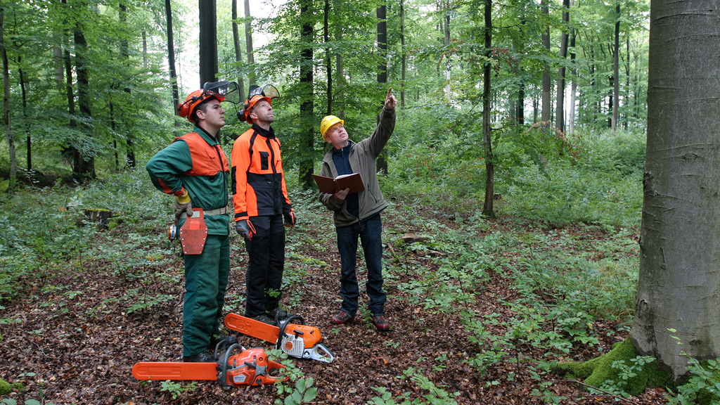 Vergrößerung des Bildes für Ausbilder mit Lehrgangsteilnehmern unter einer Buche im Wald .