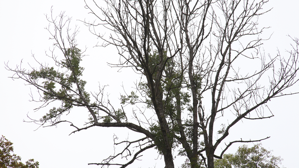 Vergrößerung des Bildes für Esche mit reduzierter, teilweise dürrer Verzweigung und schwacher Belaubung .