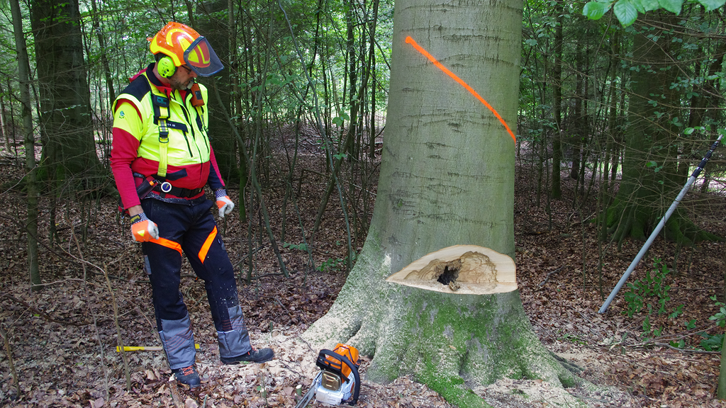 Vergrößerung des Bildes für Mann in Schutzkleidung steht neben einem Baum. An diesem hat er ein Fallkerb angelegt..