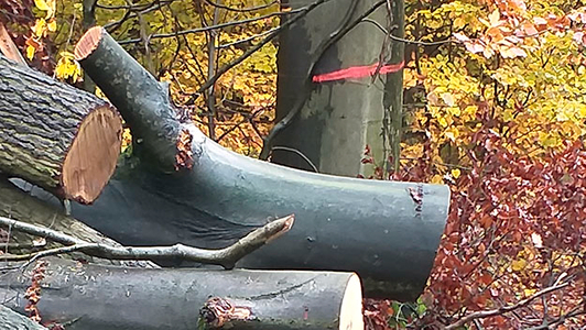 Sicher Arbeiten im Laubschadholz