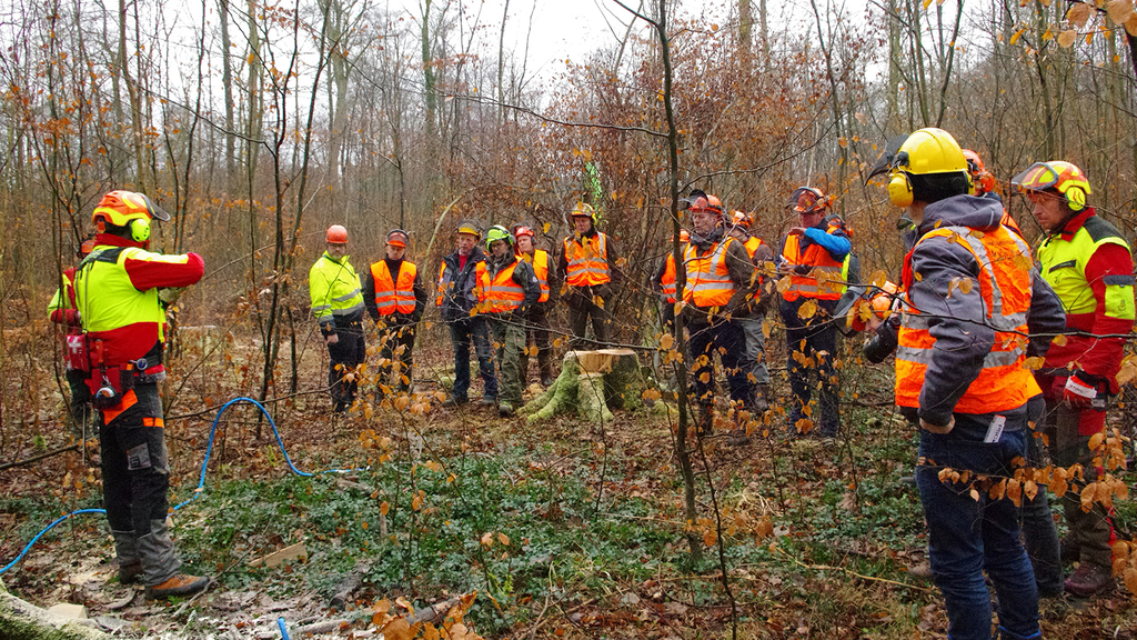 Vergrößerung des Bildes für Waldarbeitende in Schutzkleidung stehen im herbstlichen Wald. Die Person links stellt das weitere Vorgehen vor. Die Gruppe auf der rechten Seite hört zu..