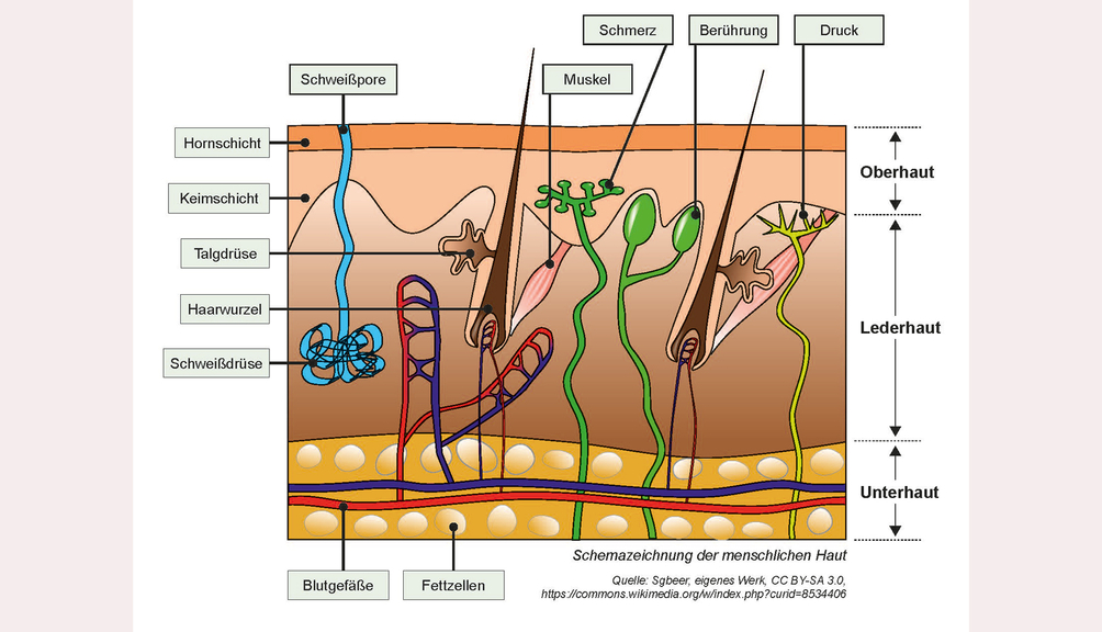 Vergrößerung des Bildes für Schemazeichnung der menschlichen Haut.