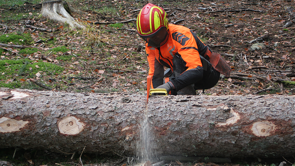 Vergrößerung des Bildes für Ein Waldarbeiter in Schutzkleidung zersägt mit einer Motorsäge ein Baumstamm. .