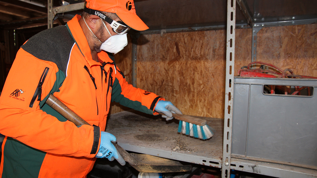 Vergrößerung des Bildes für Mann in Persönlicher Schutzausrüstung und Maske entfernt mit Handfeger Mäusekot von einem Regal.
