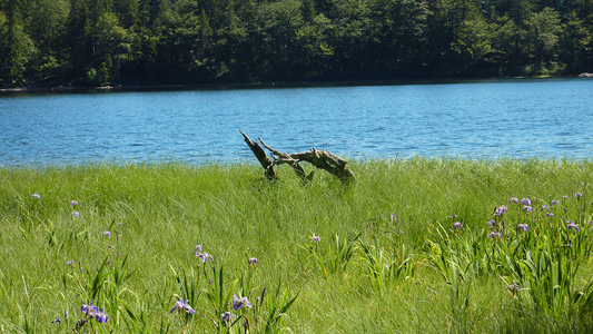 Wiese am See mit Wald