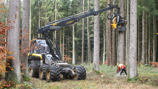 Kran am Einzelbaum im Wald mit einem Mann, der direkt darunter arbeitet.