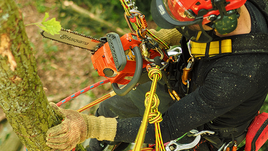 Mann angeseilt mit Baumklettertechnik am Baum und Motorsäge