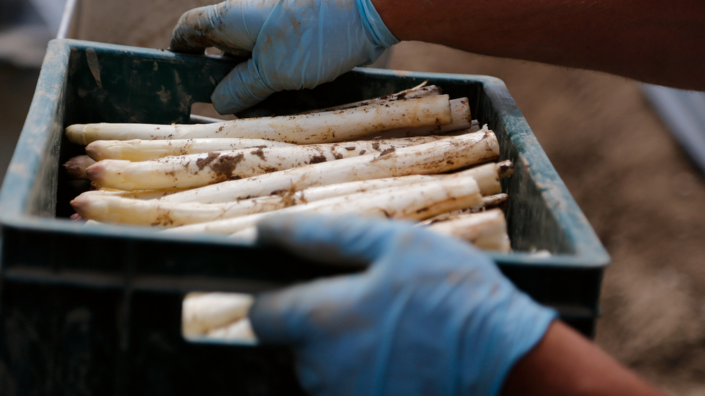 Vergrößerung des Bildes für Hände tragen einen Korb mit geerntetem Spargel.