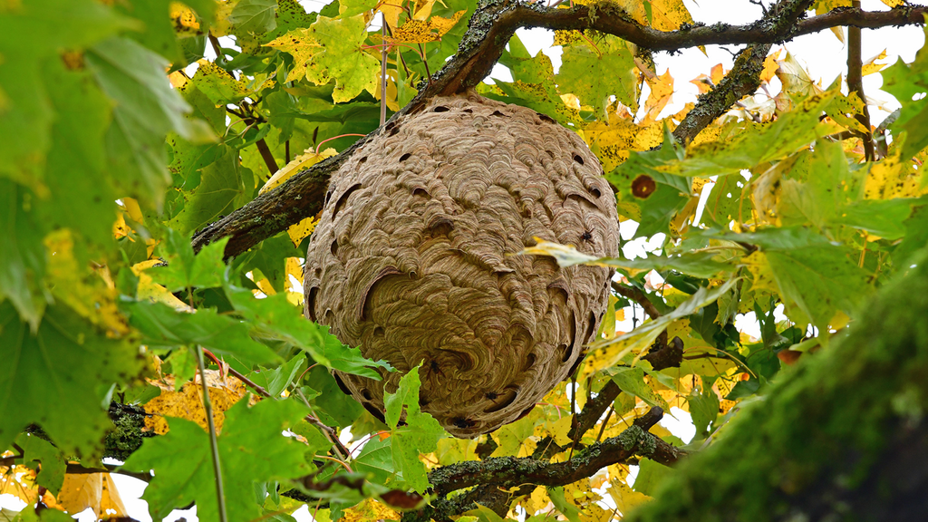 Vergrößerung des Bildes für Ein Nest der Asiatischen Hornissen hängt in der Krone eines Baumes, Es hat eine ovale Form und ist hellbraun. .