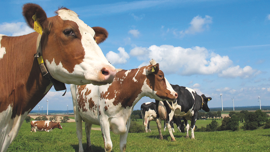 Rinder auf der Weide