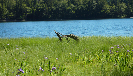 Wiese am See mit Wald