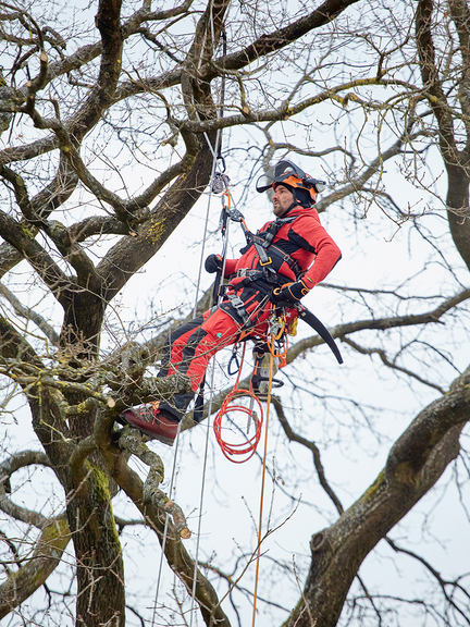 Vergrößerung des Bildes für Ein Mann führt eine seilunterstützte Baumpflege durch.