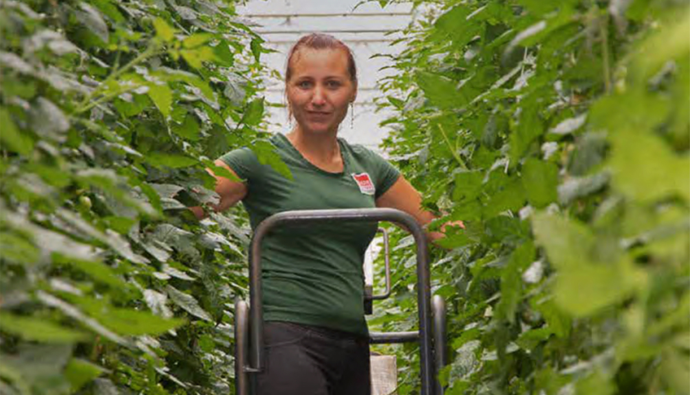 Vergrößerung des Bildes für Junge Frau steht auf einer Leiter zwischen Weinreben.