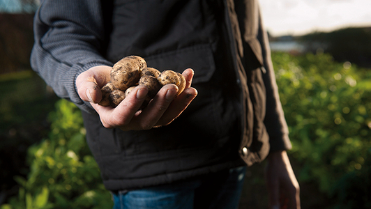 Mann hält Kartoffeln in der Hand