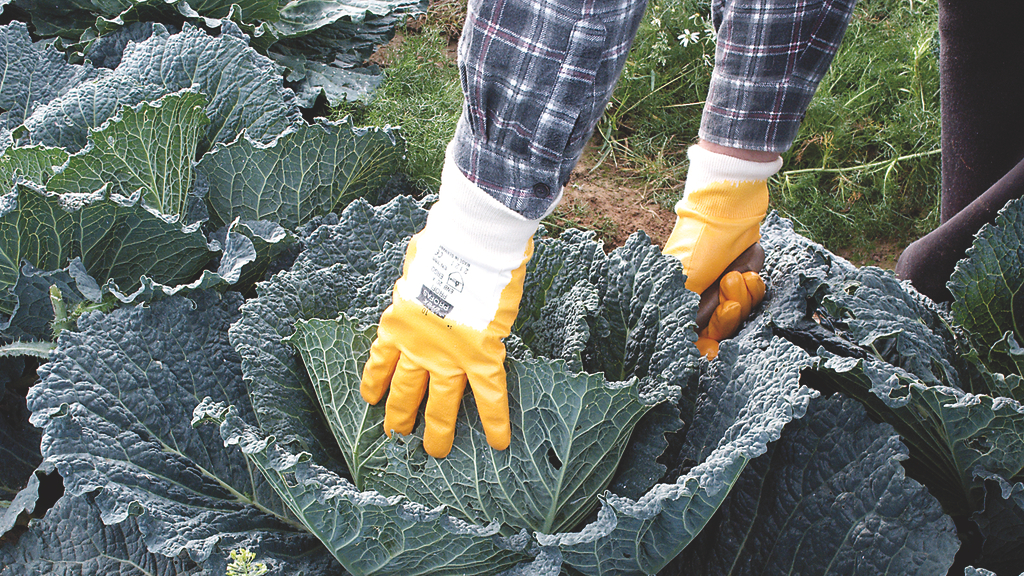 Vergrößerung des Bildes für .