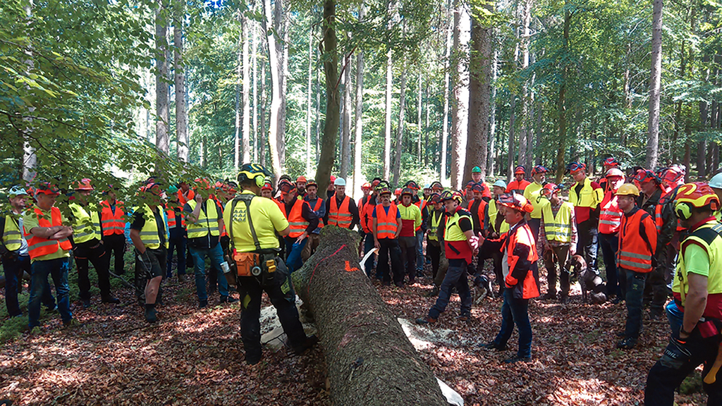 Vergrößerung des Bildes für Personen stehen im Wald um Schadholz .