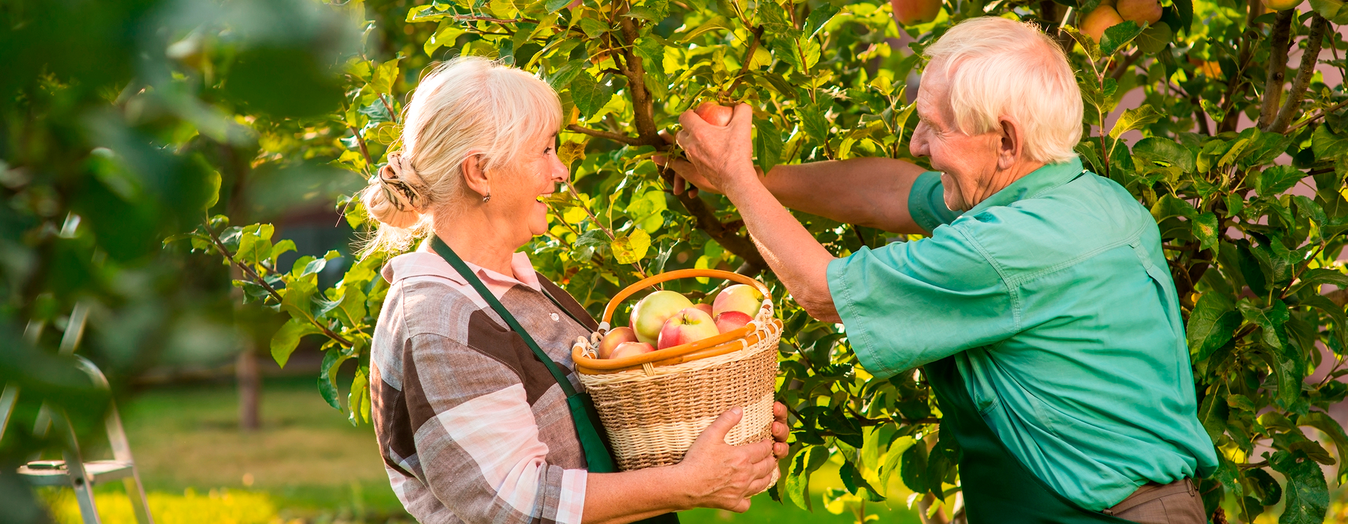 Seniorenehepaar pflücken Äpfel