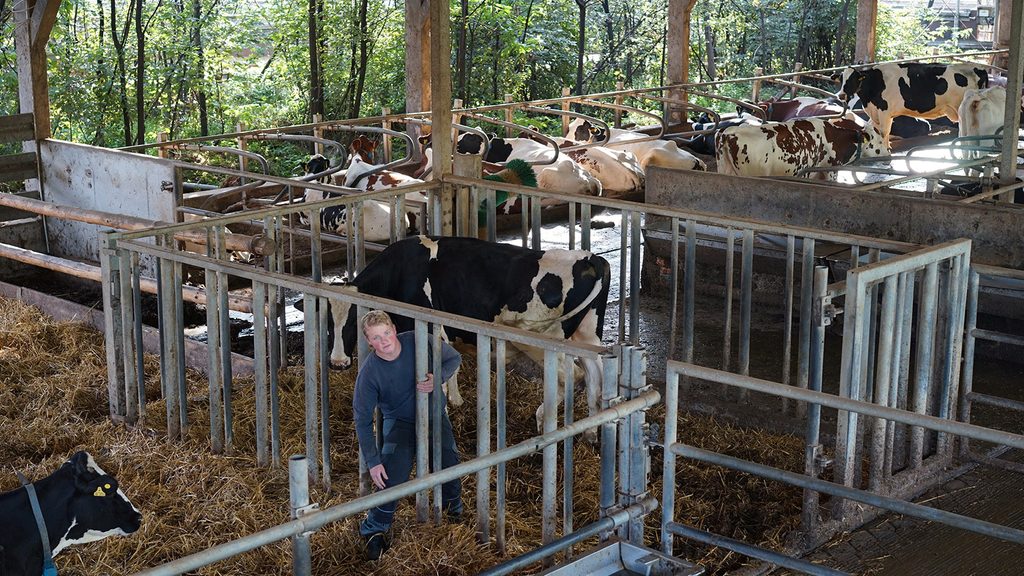 Vergrößerung des Bildes für Bullen sind einzeln separiert in einer Vorrichtung.