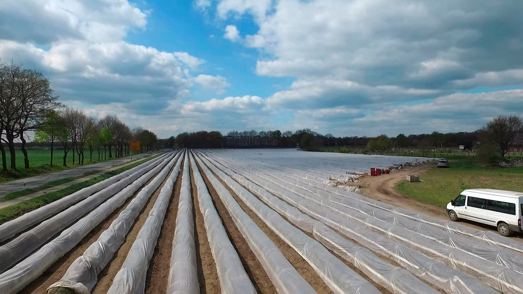 Vergrößerung des Bildes für Bild: Spargelfeld.