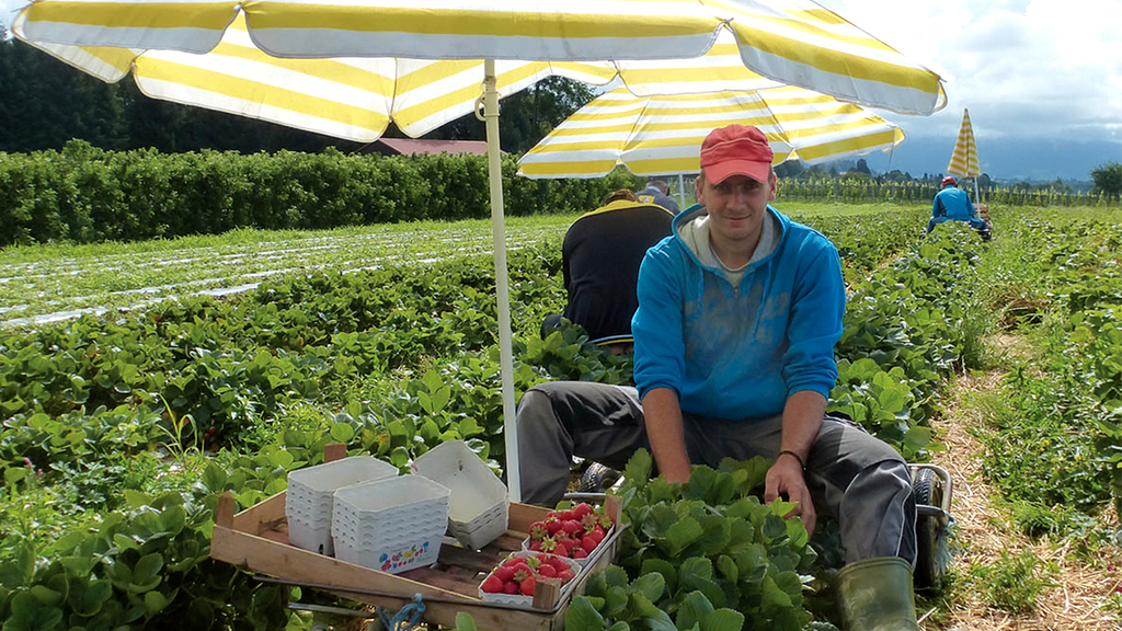 Vergrößerung des Bildes für Bild: Mann unter Sonnenschirm auf dem Feld bei der Ernte.