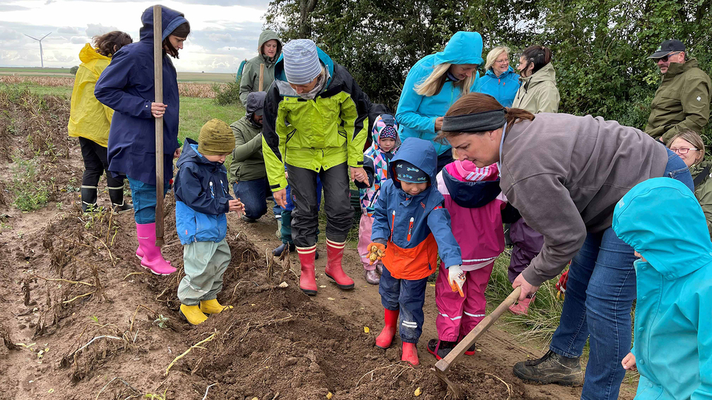 Vergrößerung des Bildes für Kindergartenkinder ernten mit der Hilfe von Erwachsenen Kartoffeln auf einem Acker.