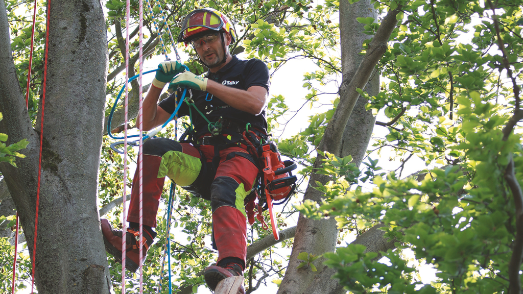 Vergrößerung des Bildes für Seilkletterer im Baum.