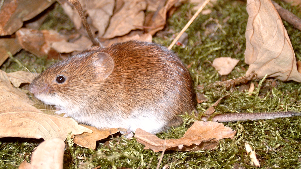 Vergrößerung des Bildes für Nahaufnahme einer Rötelmaus.