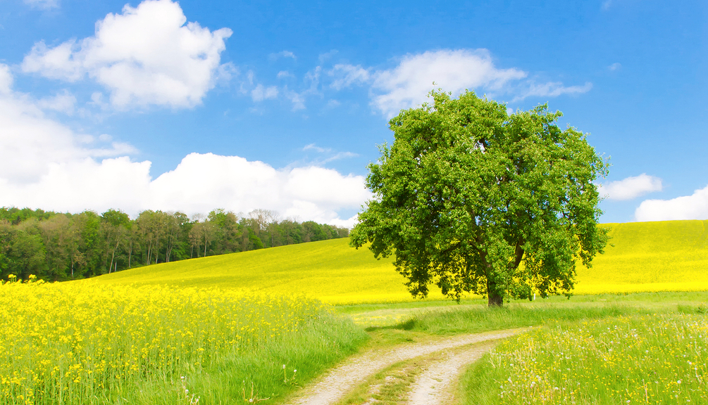 Baum im Rapsfeld