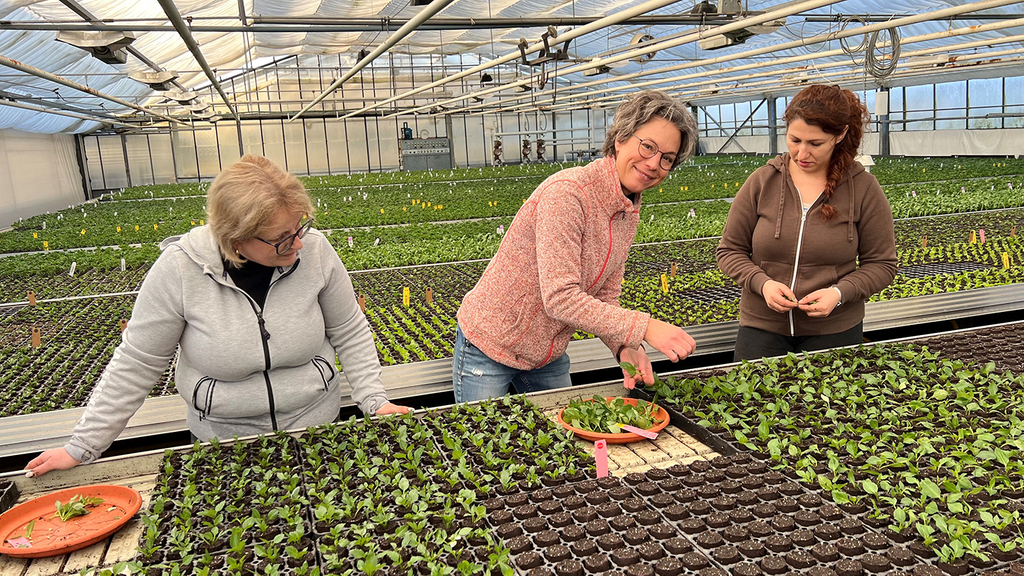 Vergrößerung des Bildes für Drei Personen in einer Gärtnerei beim Setzen von Pflanzenkeimlingen. - Die Person in der Mitte führt die Arbeitsschritte vor. Person in der Mitte schaut in die Kamera..