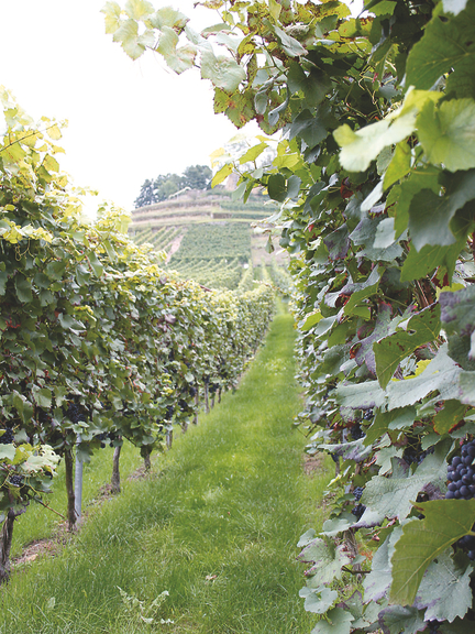 Vergrößerung des Bildes für Blick zwischen Weinstöcken bergauf auf die Weinbauanlage.