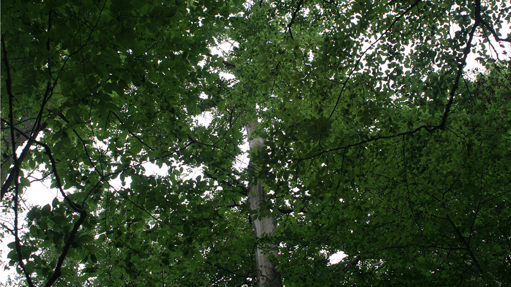 Vergrößerung des Bildes für Blick von weiter weg auf einen Baum mit schmalem Stamm und dichter Krone.