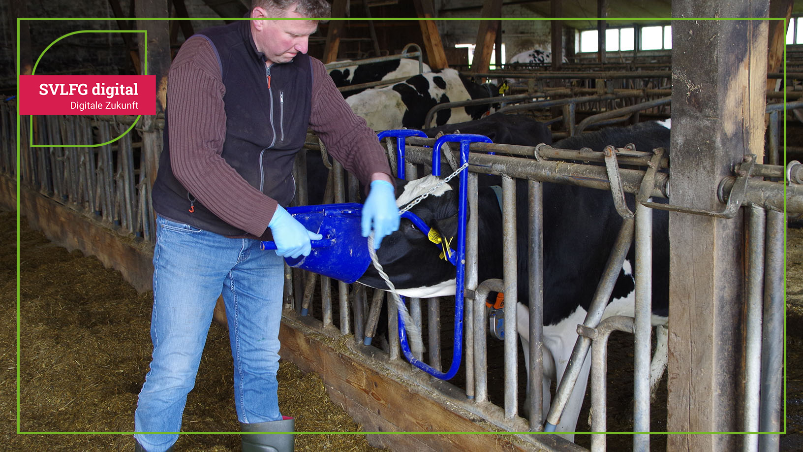 Man befestigt ein Rind mit einer Rinderkopfstütze