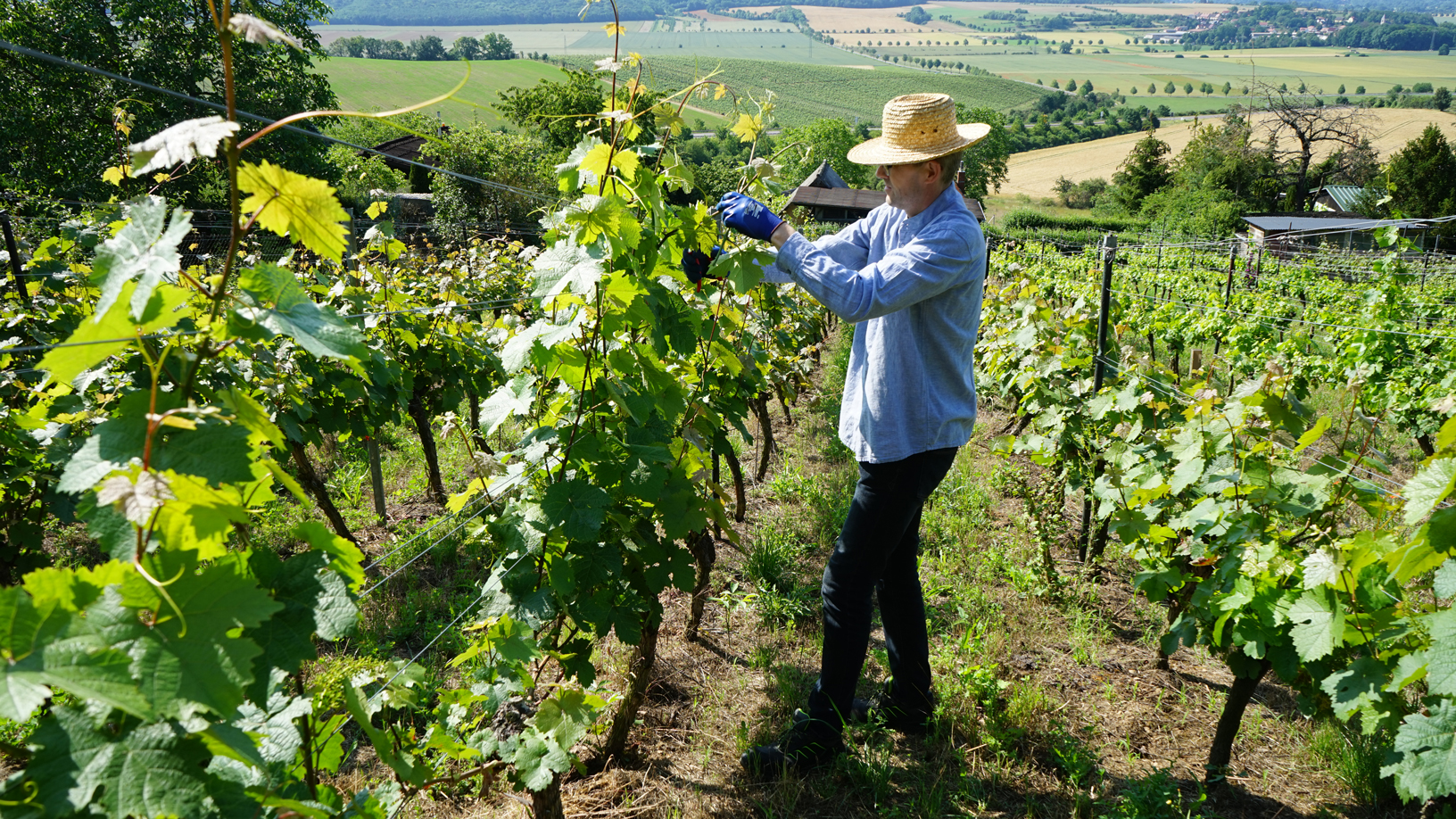 Bild:  Winzer bei Nachfolgearbeiten im Weinbau