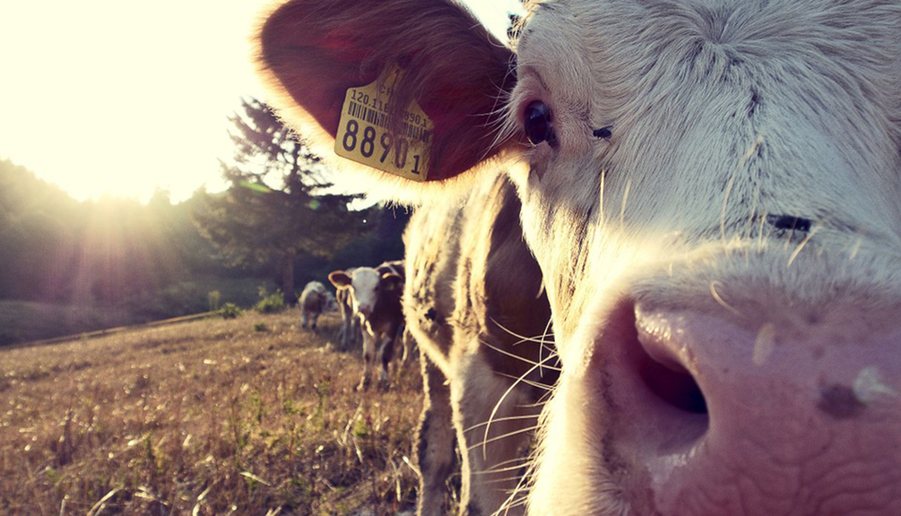 Vergrößerung des Bildes für .