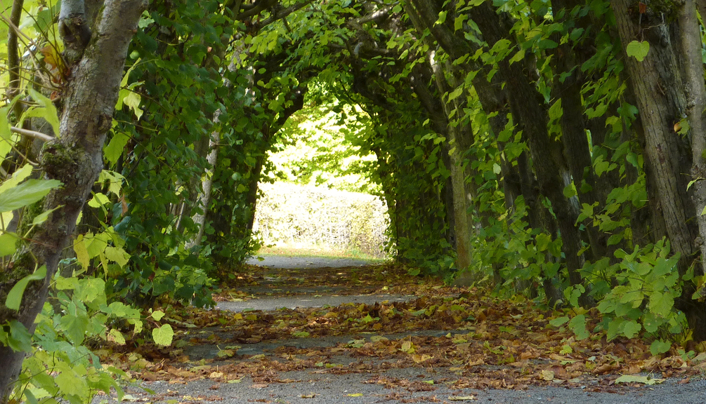 Grünes Tor aus Bäumen