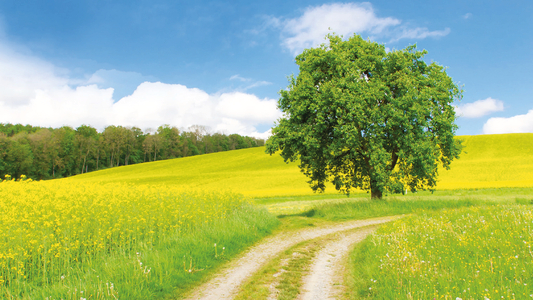 Baum im Rapsfeld