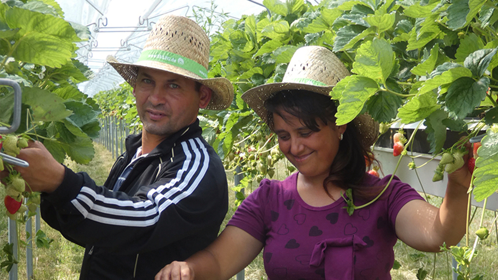 Vergrößerung des Bildes für Bild: Mann und Frau mit Strohhut bei der Erdbeerernte.
